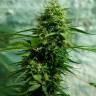 качественные семена конопли Jack Herer feminised