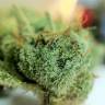 заказать на сайте семена конопли Auto Exodus Cheese CBD feminised Green House Seeds заказать на сайте семена конопли Auto Exodus Cheese CBD feminised Green House Seeds