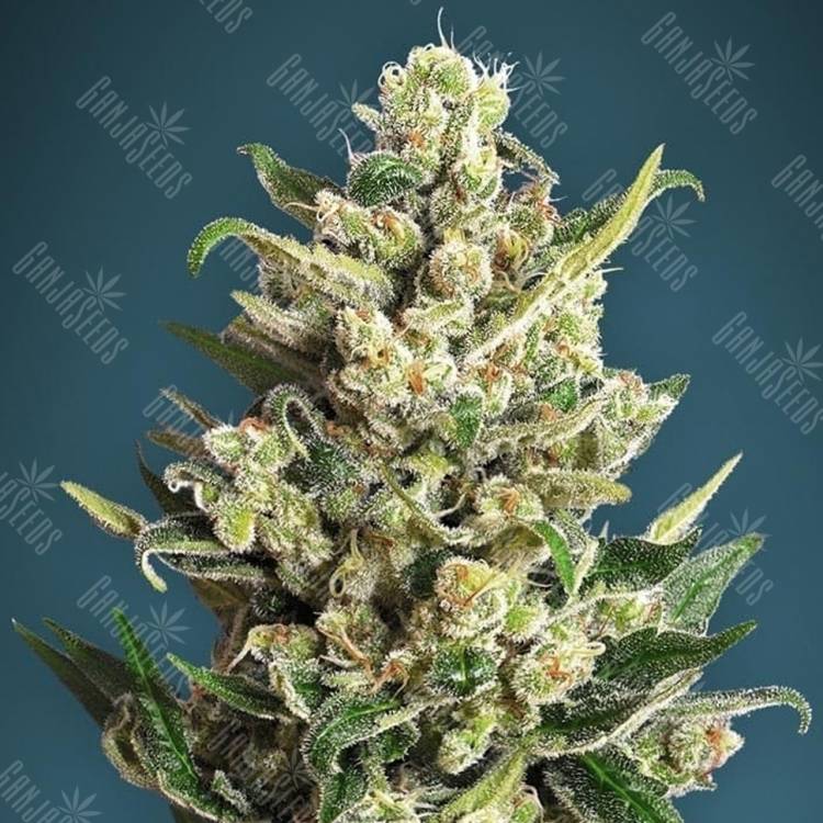 семена конопли индика Ice Kush feminised Advanced Seeds семена конопли индика Ice Kush feminised Advanced Seeds
