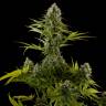семена конопли Россия Industrial Plant feminised Dinafem Seeds семена конопли Россия Industrial Plant feminised Dinafem Seeds