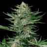 заказ семян конопли Спб Industrial Plant feminised Dinafem Seeds заказ семян конопли Спб Industrial Plant feminised Dinafem Seeds