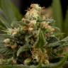 заказ семян конопли Industrial Plant feminised Dinafem Seeds заказ семян конопли Industrial Plant feminised Dinafem Seeds
