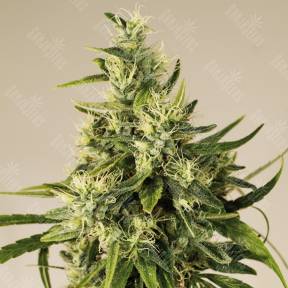 Trainwreck regular Humboldt Seeds