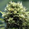 семена конопли с доставкой New York Power Diesel feminised Nirvana Seeds