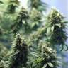 семена индийской конопли New York Power Diesel feminised Nirvana Seeds