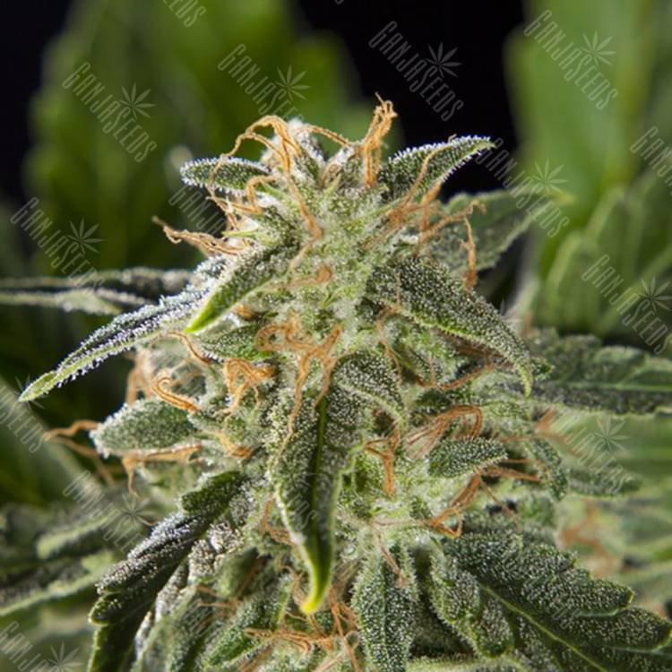 семена конопли недорого Auto Lemon CBD feminised Philosopher Seeds семена конопли недорого Auto Lemon CBD feminised Philosopher Seeds