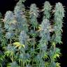 заказ семян конопли Москва Serious Happiness feminised Serious Seeds заказ семян конопли Москва Serious Happiness feminised Serious Seeds