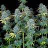 семена конопли курьером Serious Happiness feminised Serious Seeds семена конопли курьером Serious Happiness feminised Serious Seeds