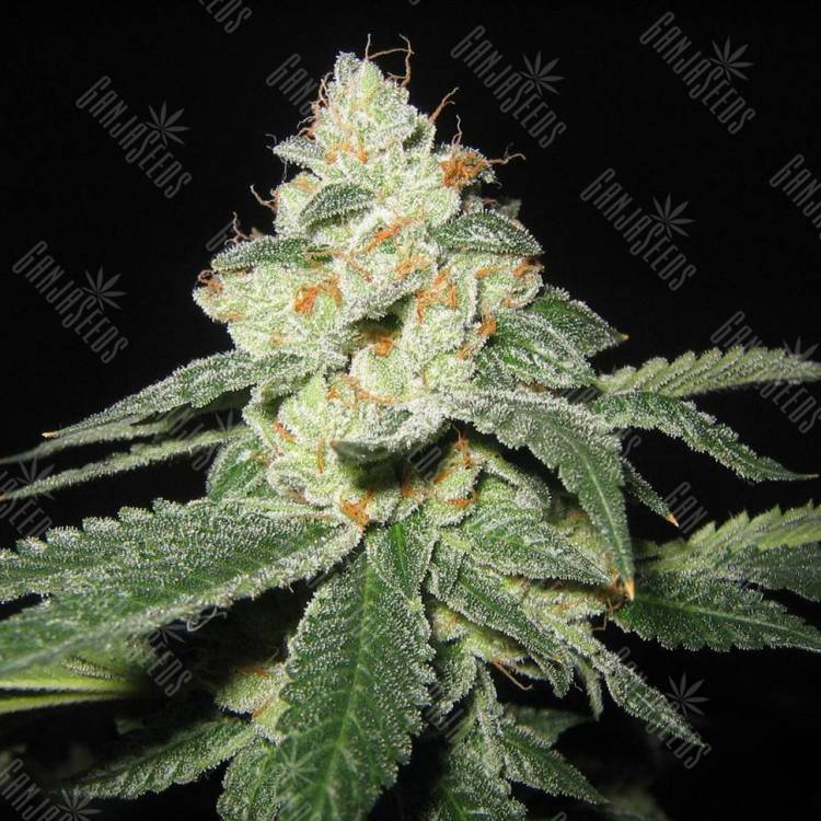 Семена марихуаны Auto Great White Shark feminised GanjaLiveSeeds Семена марихуаны Auto Great White Shark feminised GanjaLiveSeeds
