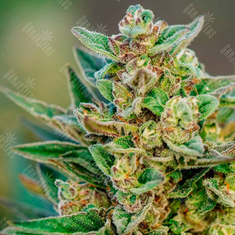 Hell's Angel OG feminised Ganja Seeds Hell's Angel OG feminised Ganja Seeds
