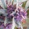 где можно заказать семена конопли Blueberry feminised где можно заказать семена конопли Blueberry feminised