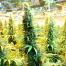заказ семян конопли Москва Brazil Sativa feminised заказ семян конопли Москва Brazil Sativa feminised