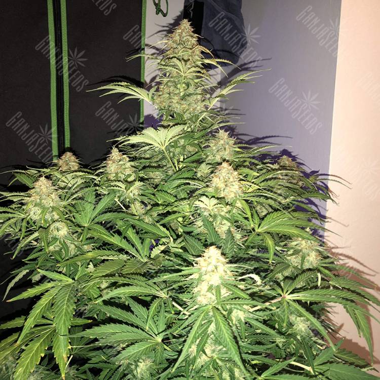 семена конопли медицинской Auto Amnesia Haze feminised семена конопли медицинской Auto Amnesia Haze feminised