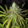 семена конопли для курения Auto Amnesia Haze feminised семена конопли для курения Auto Amnesia Haze feminised