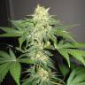семена индийской конопли Chill-OM regular Mandala Seeds семена индийской конопли Chill-OM regular Mandala Seeds