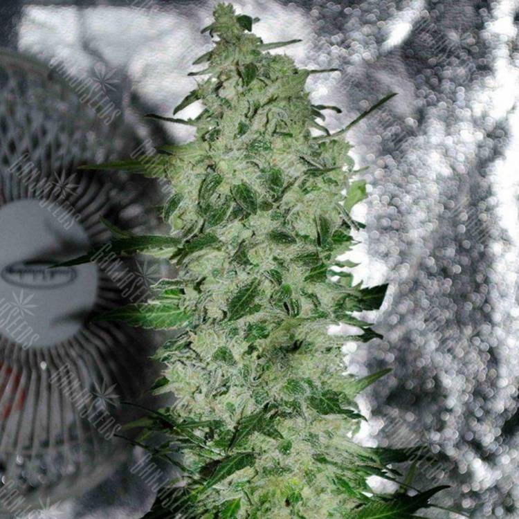 семена индийской конопли Nibiru-47 regular Ganja Seeds