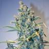 урожайные семена конопли Auto Tundra #2 feminised Dutch Passion Seeds урожайные семена конопли Auto Tundra #2 feminised Dutch Passion Seeds