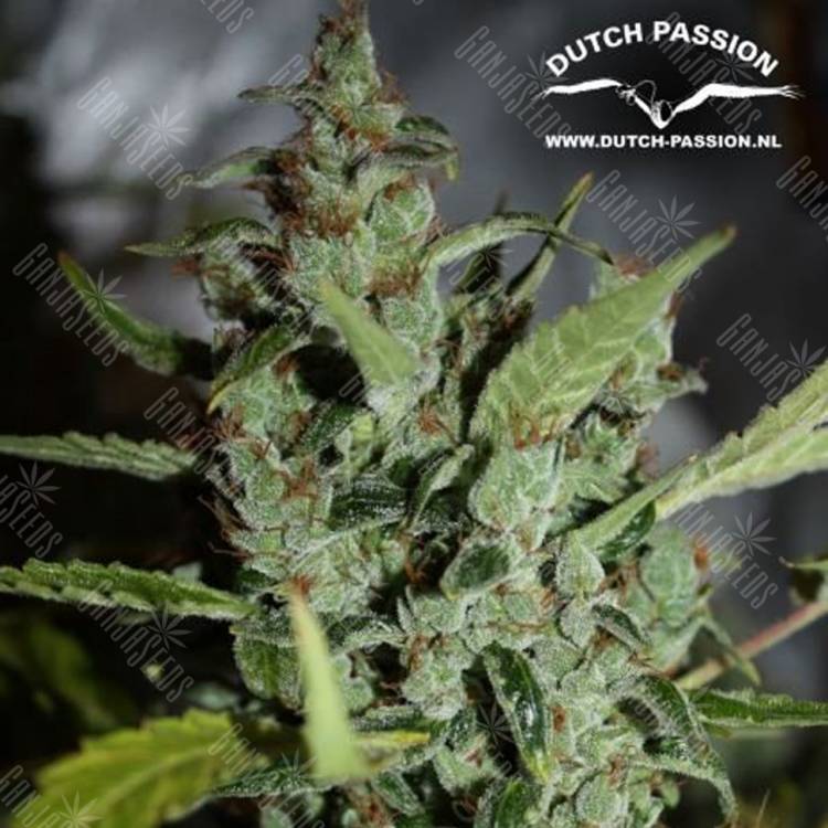семена конопли феминизированные Auto Tundra #2 feminised Dutch Passion Seeds семена конопли феминизированные Auto Tundra #2 feminised Dutch Passion Seeds