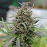 хорошие семена конопли Auto Baby Boom feminised Kannabia Seeds