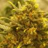 заказать на сайте семена конопли Auto Baby Boom feminised Kannabia Seeds