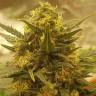 где можно заказать семена конопли Auto Baby Boom feminised Kannabia Seeds