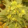 семена конопли автоцвет Auto Baby Boom feminised Kannabia Seeds