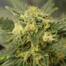 семена индийской конопли Auto Baby Boom feminised Kannabia Seeds