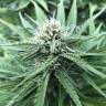 мощные семена конопли Northern Light feminised Nirvana Seeds мощные семена конопли Northern Light feminised Nirvana Seeds
