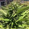 семена конопли в фирменной упаковке Northern Light feminised Nirvana Seeds семена конопли в фирменной упаковке Northern Light feminised Nirvana Seeds
