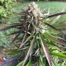 семена сортовой конопли Northern Light feminised Nirvana Seeds семена сортовой конопли Northern Light feminised Nirvana Seeds