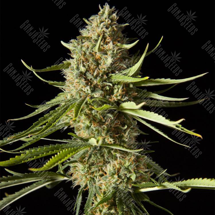 семена конопли Amnesika 2.0 feminised Philosopher Seeds семена конопли Amnesika 2.0 feminised Philosopher Seeds