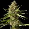 семена конопли Amnesika 2.0 feminised Philosopher Seeds семена конопли Amnesika 2.0 feminised Philosopher Seeds