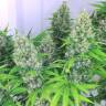 семена конопли почтой Kali Mist feminised Serious Seeds семена конопли почтой Kali Mist feminised Serious Seeds
