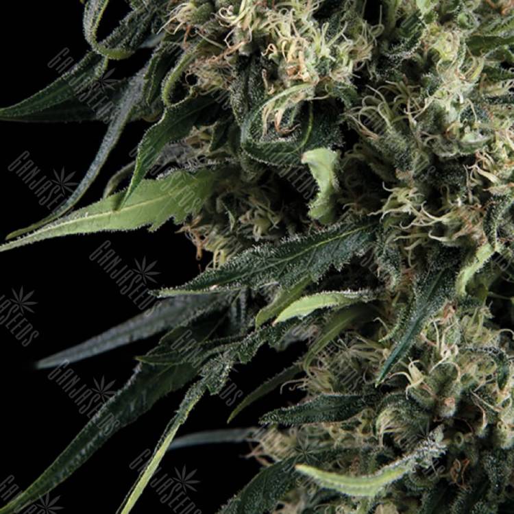 семена конопли с доставкой Auto Northern Lights feminised Trikoma Seeds семена конопли с доставкой Auto Northern Lights feminised Trikoma Seeds