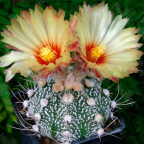 Astrophytum crassispinum x Astrophytum asterias