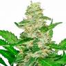 семена конопли автоцвет Auto Skunk feminised семена конопли автоцвет Auto Skunk feminised