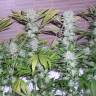 семена конопли гидропоники Northern Lights x Chronic feminised семена конопли гидропоники Northern Lights x Chronic feminised