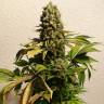 заказ семян конопли Спб Ganesh regular Mandala Seeds