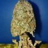 семена конопли индика Ganesh regular Mandala Seeds