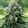 семена конопли доставка Critical Mass CBD feminised семена конопли доставка Critical Mass CBD feminised