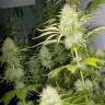 семена конопли интернет магазин Auto Kaindy feminised Bang Seeds семена конопли интернет магазин Auto Kaindy feminised Bang Seeds