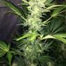 заказ семян конопли Москва Auto Kaindy feminised Bang Seeds заказ семян конопли Москва Auto Kaindy feminised Bang Seeds