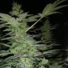 заказ семян конопли Спб Nirvana regular Ganja Seeds заказ семян конопли Спб Nirvana regular Ganja Seeds