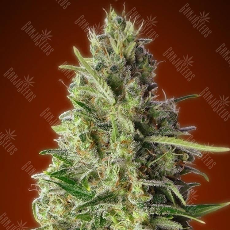 семена конопли сорта сатива Kali 47 feminised Advanced Seeds семена конопли сорта сатива Kali 47 feminised Advanced Seeds