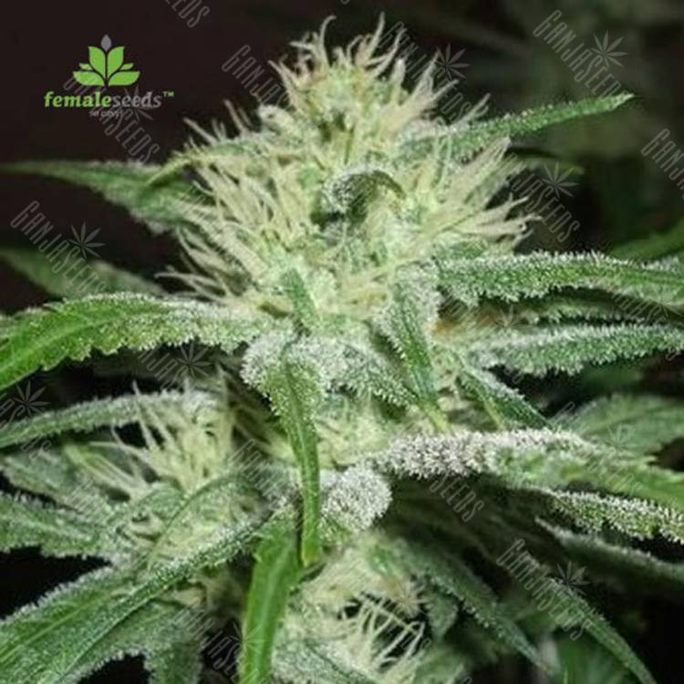 семена конопли феминизированные Auto White Widow x Big Bud feminised Female Seeds семена конопли феминизированные Auto White Widow x Big Bud feminised Female Seeds