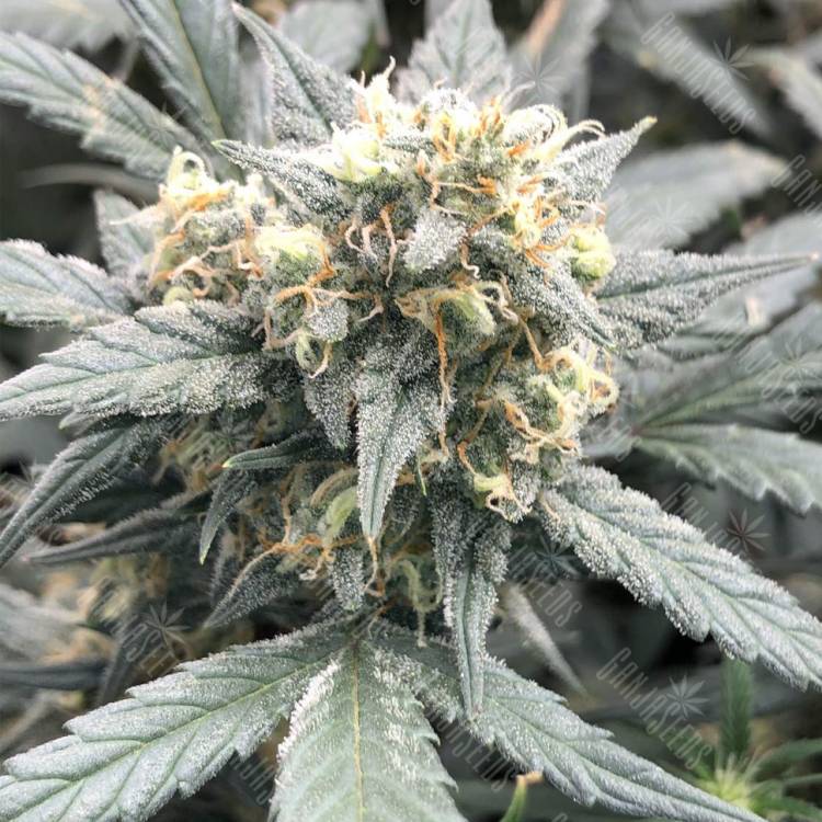 семена конопли в России Auto Gnomo feminised Kannabia Seeds семена конопли в России Auto Gnomo feminised Kannabia Seeds