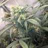 семена конопли Спб Auto Gnomo feminised Kannabia Seeds семена конопли Спб Auto Gnomo feminised Kannabia Seeds