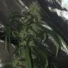 качественные семена конопли Papaya feminised Nirvana Seeds
