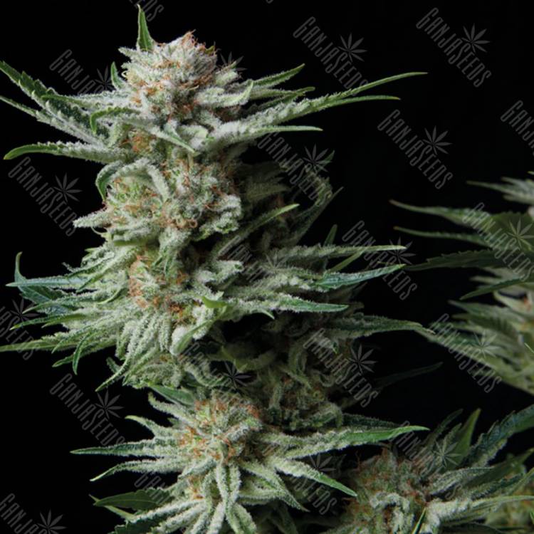 семена индийской конопли Auto Patagonia feminised Trikoma Seeds семена индийской конопли Auto Patagonia feminised Trikoma Seeds