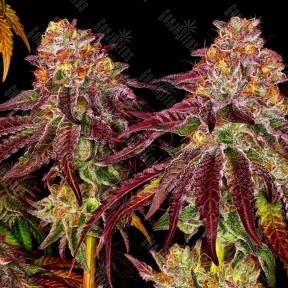 Mimosa feminised Ganja Seeds